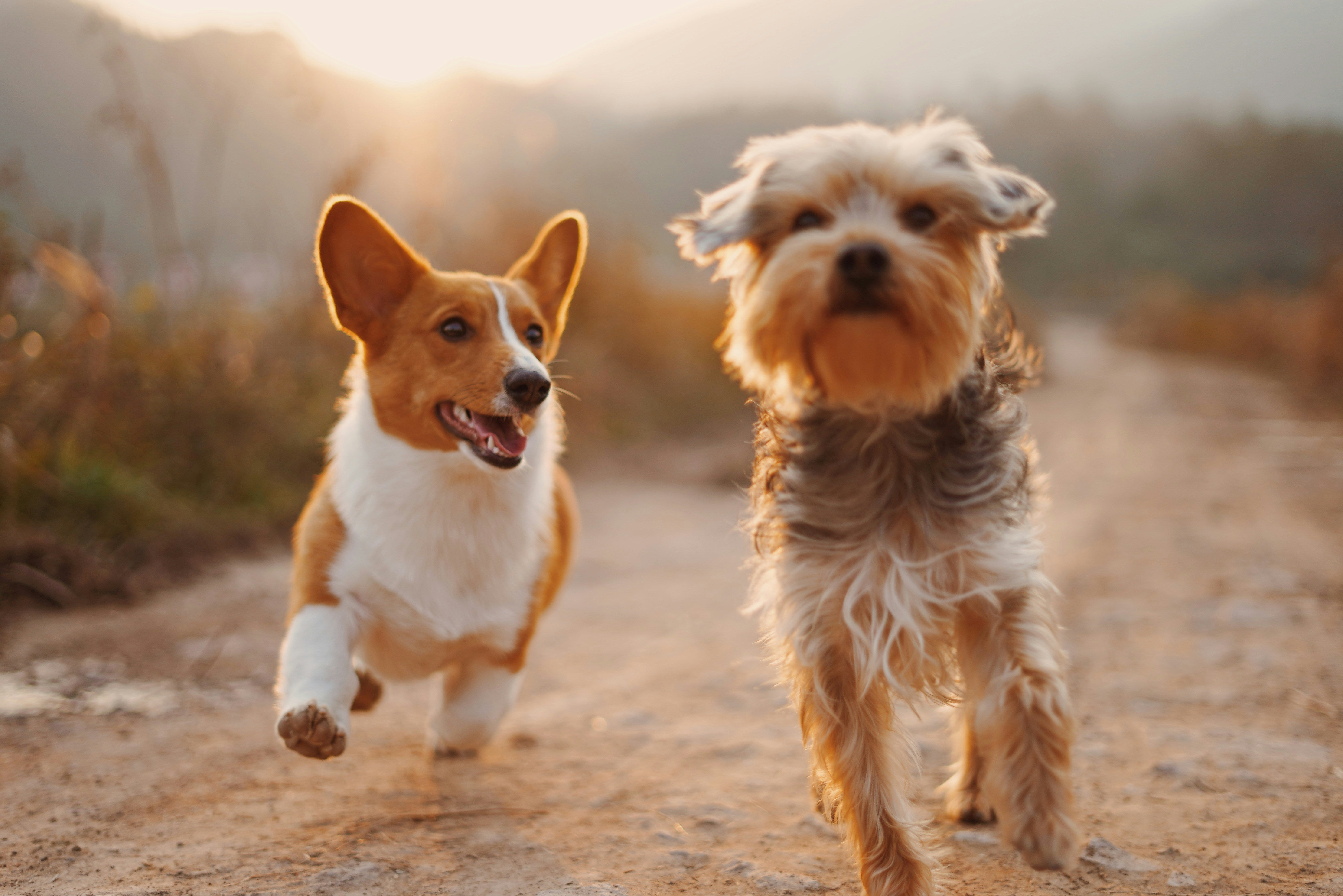PetDesk digital experience