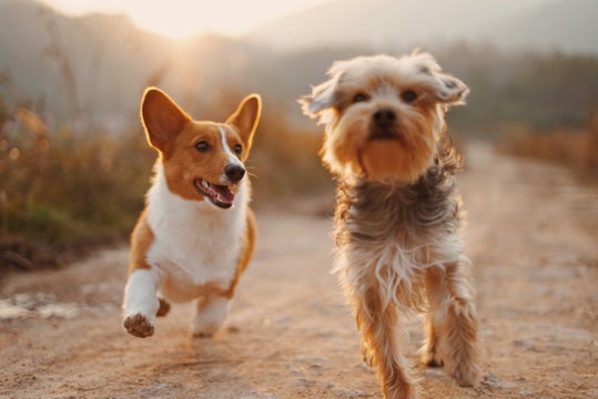 Petdesk background